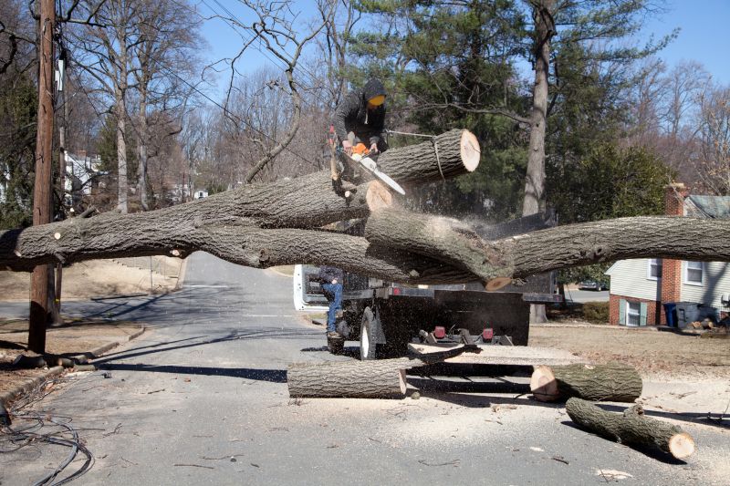 Apple Tree Removal in Montgomery County, PA