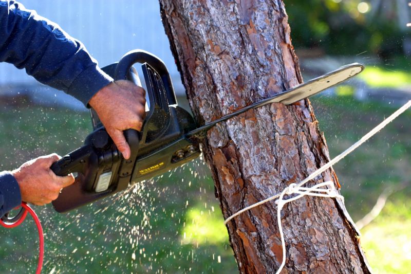 Birch Tree Removal in Reno, NV