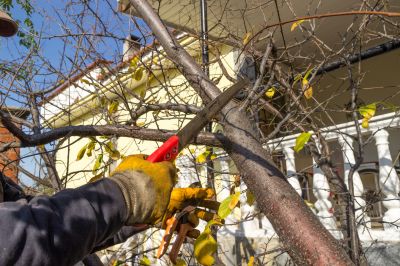 Branches Pruning in Aiken, SC