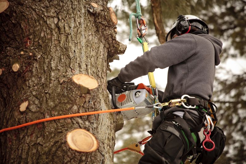 Inside of Tree Trimming
