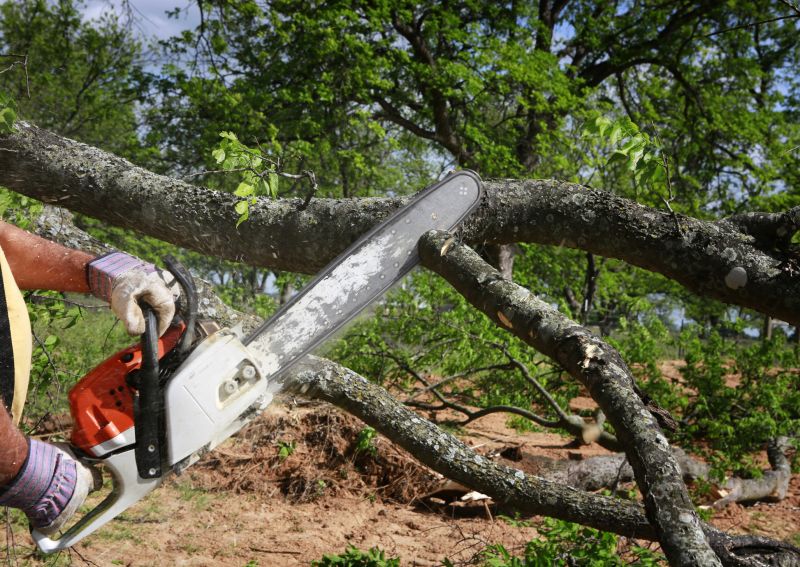 Cypress Tree Removal in Bucks County, PA
