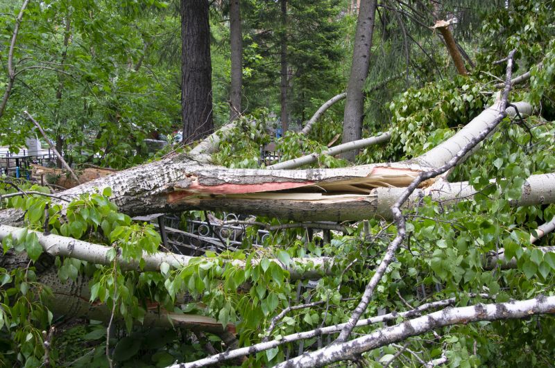 Uprooted Tree in Forest