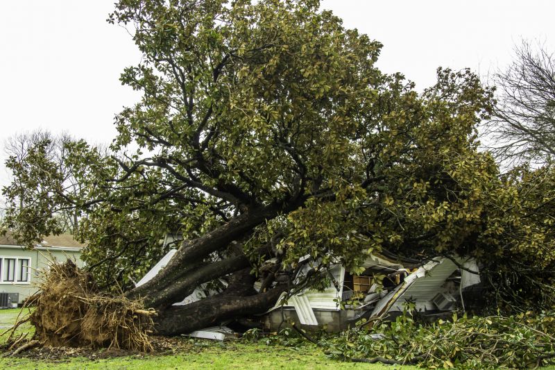 Fallen Tree in Yard
