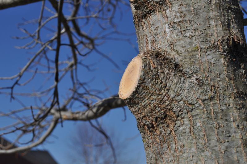 Limbs Trimming in Doylestown, PA