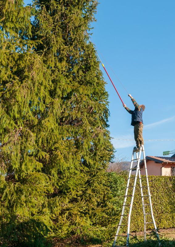 Tree Limb Trimming