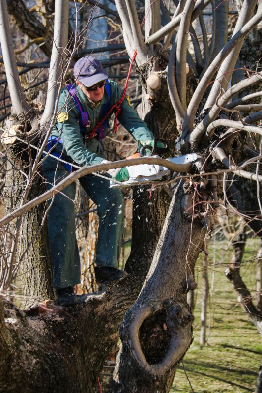 Tree Limb Trimming