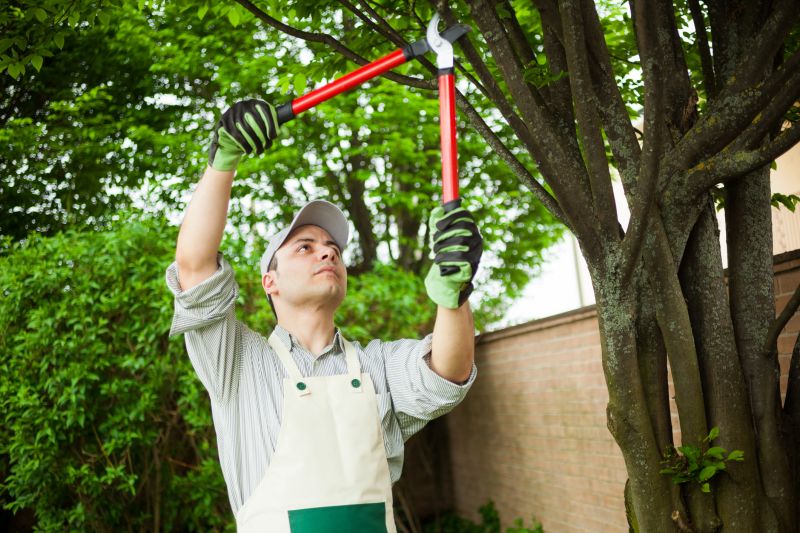 Tree Limb Trimming