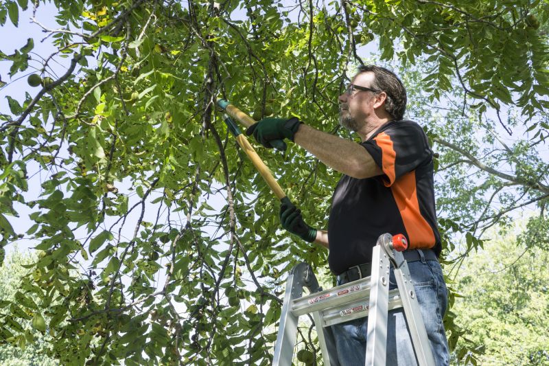 Tree Limb Trimming