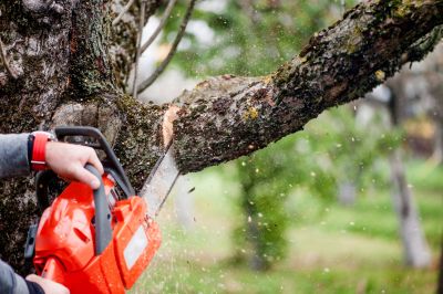 Tree Limb Trimming