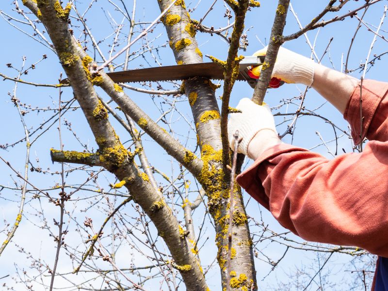 Tree Limb Trimming
