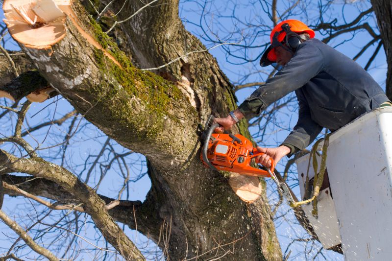 Tree Trimming Equipment