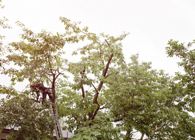 Tree Maintenance Equipment