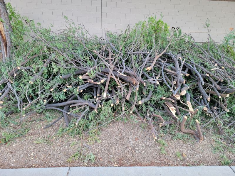 Finished Tree Trimming