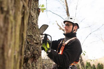 Professional Tree Trimming in Action