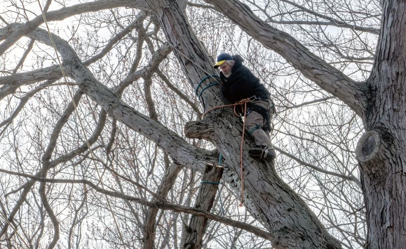 Tree Limb Trimming